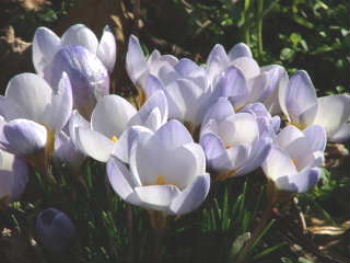 Crocus  'Blue Pearl' bestellen